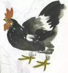 国画花鸟-母鸡的画法